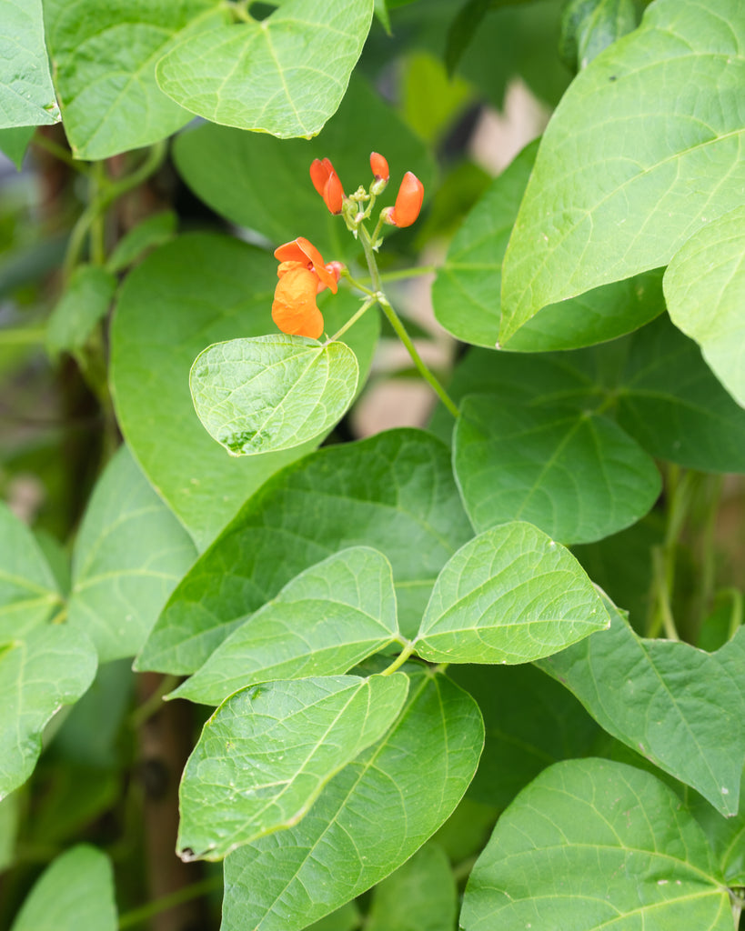 how to care for runner beans and prevent cross-pollination