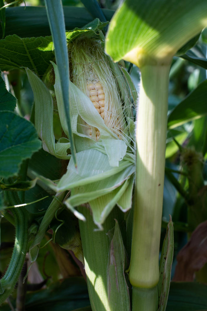how to sow your sweetcorn