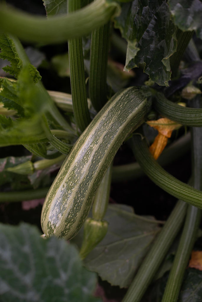 how to sow your cucumber, melon and courgette seeds