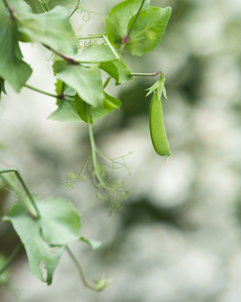 how to care for peas and prevent cross-pollination