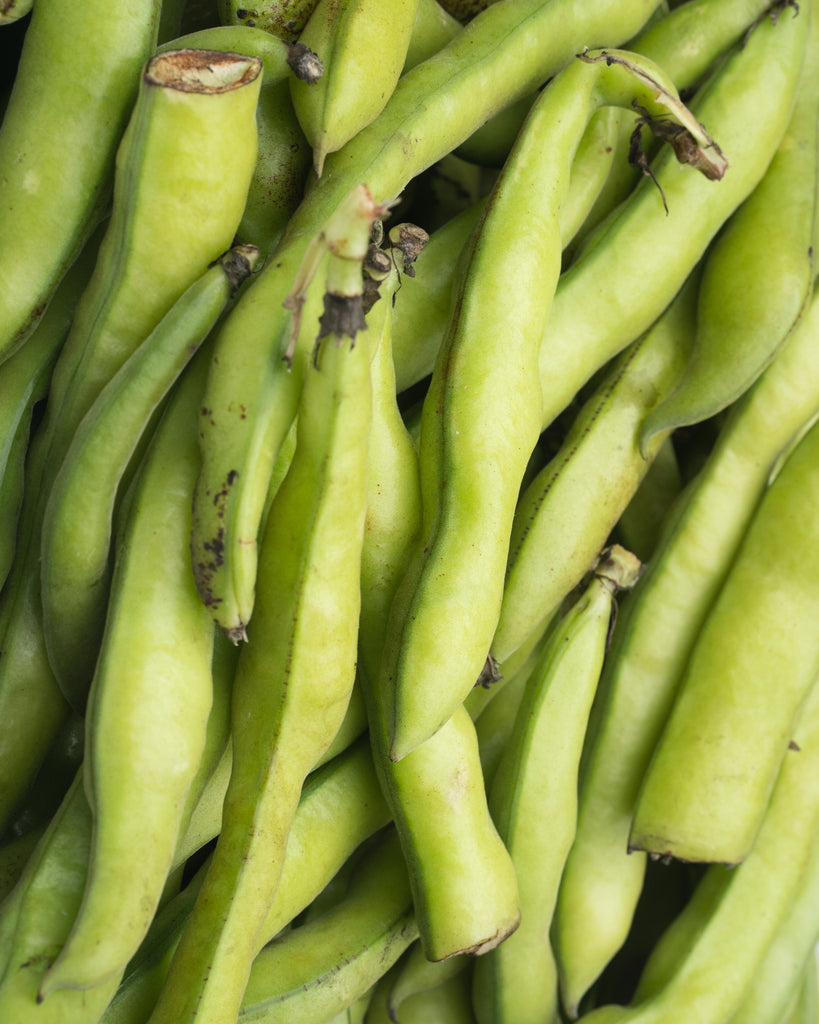how to care for broad beans and prevent cross-pollination