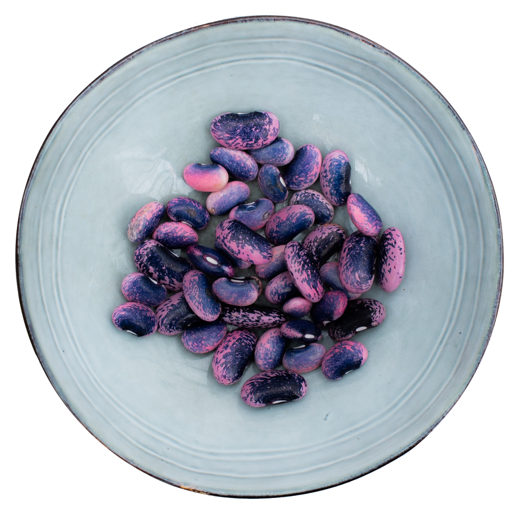 beautiful purple beans seed saving