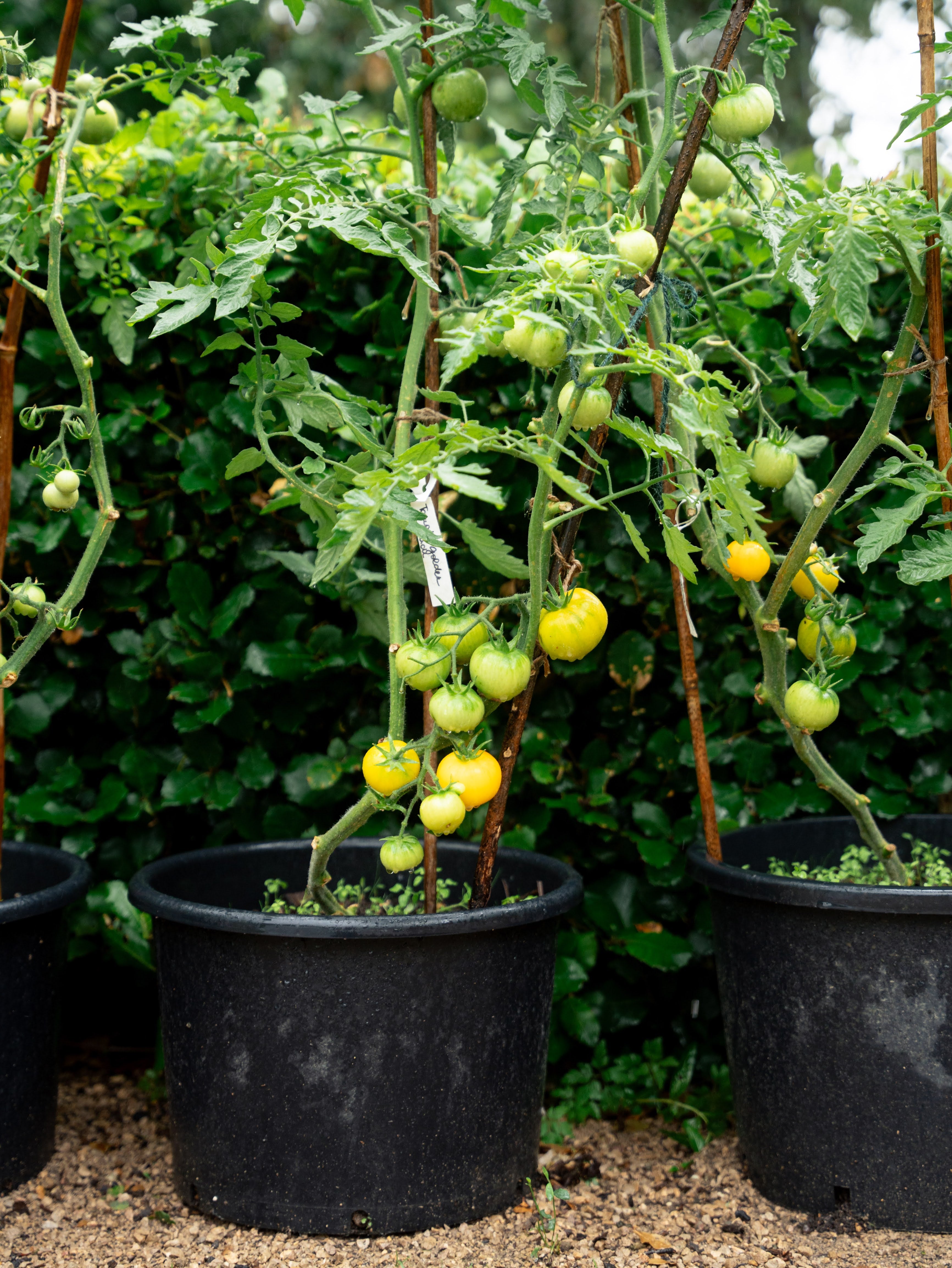 Garden Peach - Tomato