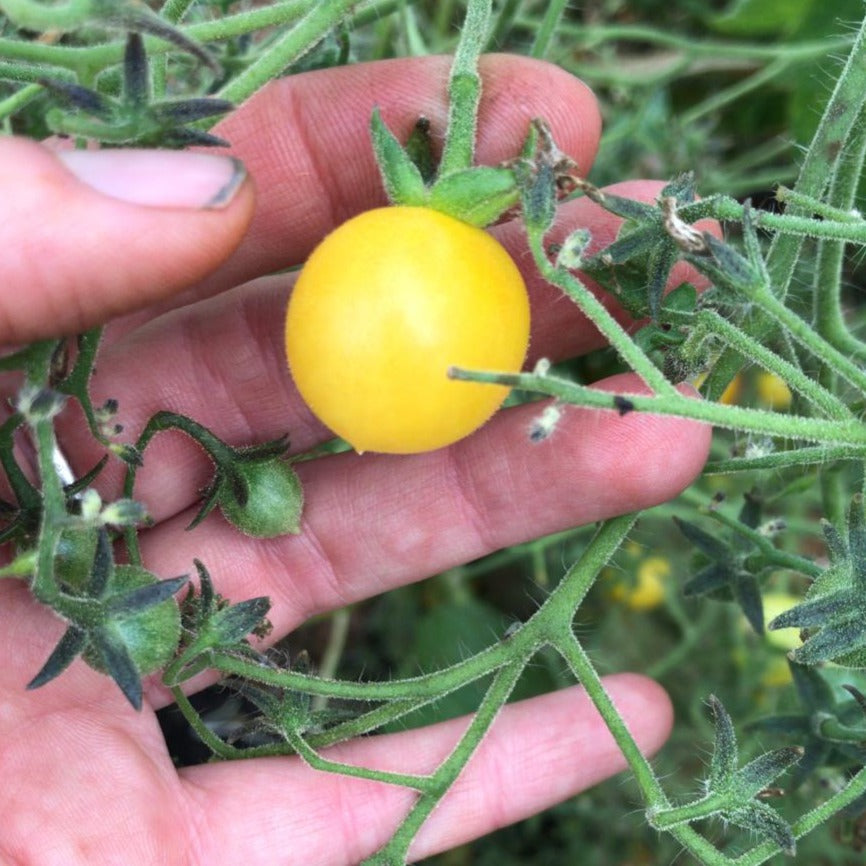 Yellow Clementine - Tomato