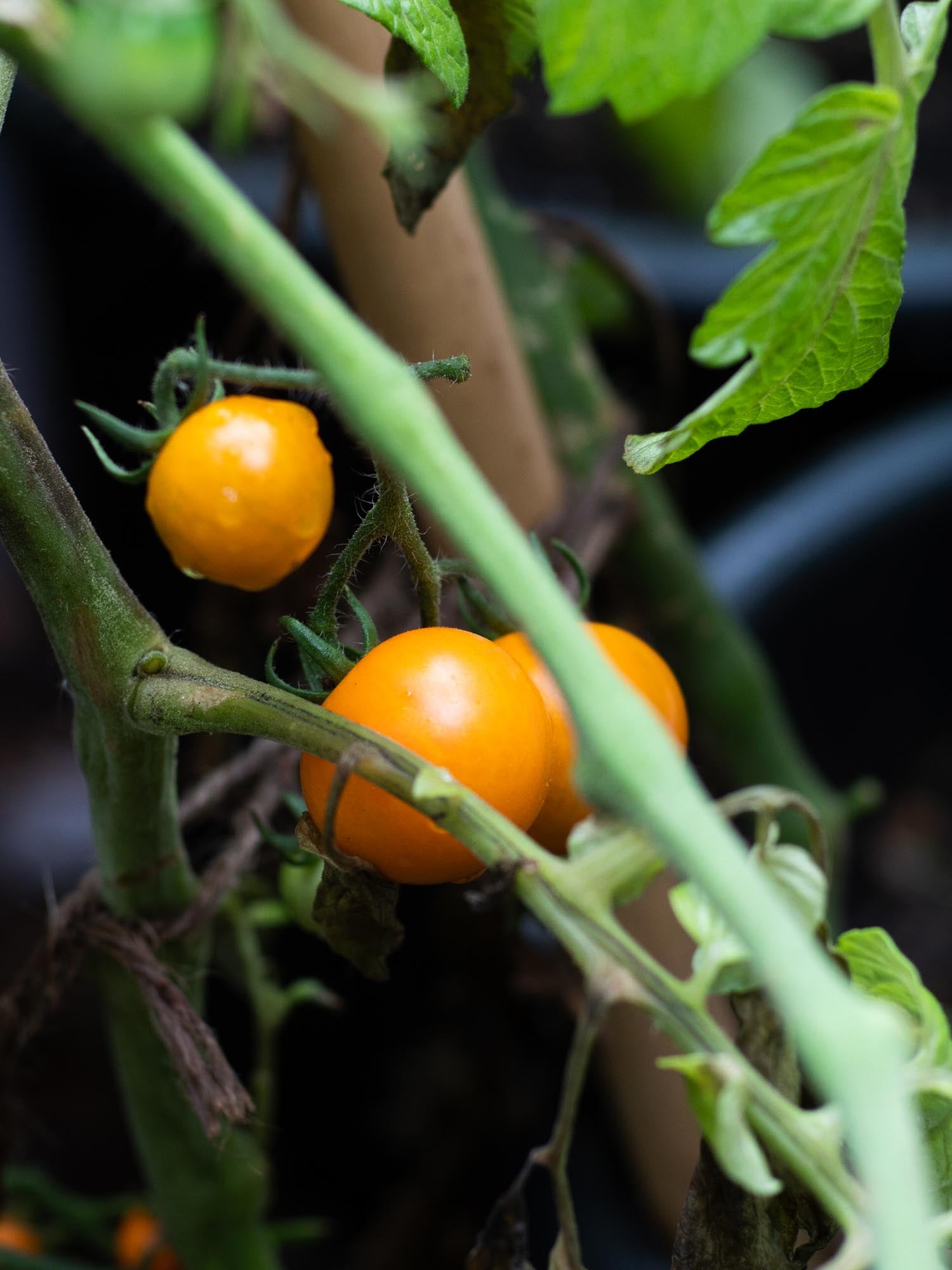 Orange Striped Darby tomato