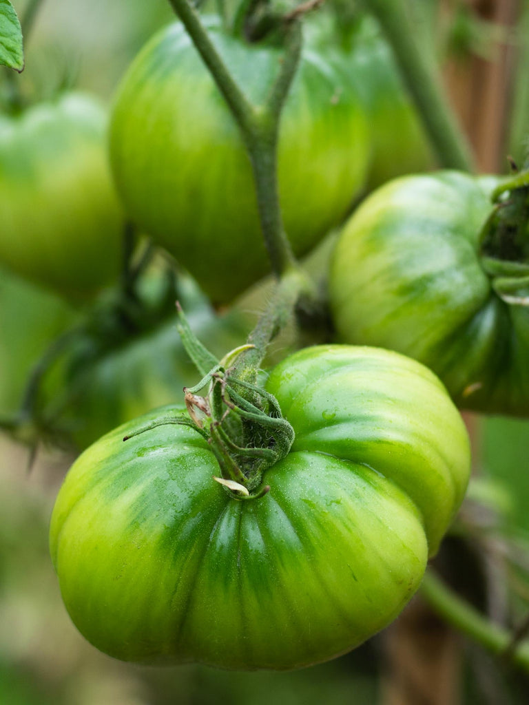 stamford ugly tomato