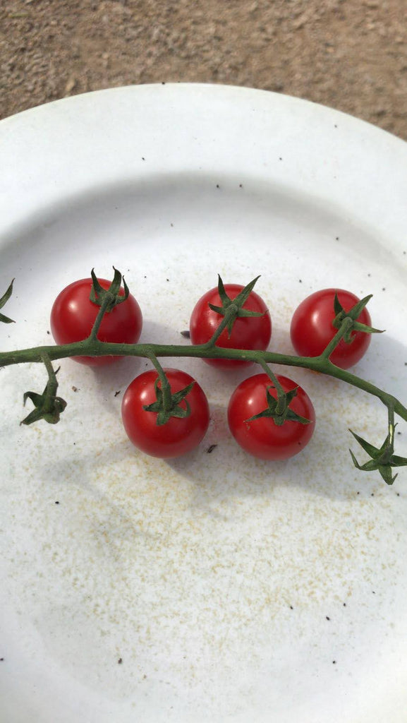 tasty cherry tomato seed