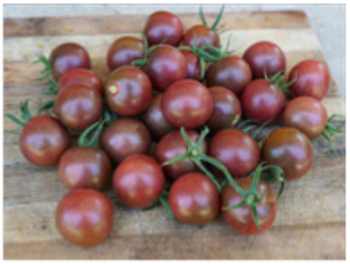 black cherry tomatoes at OmVed Gardens
