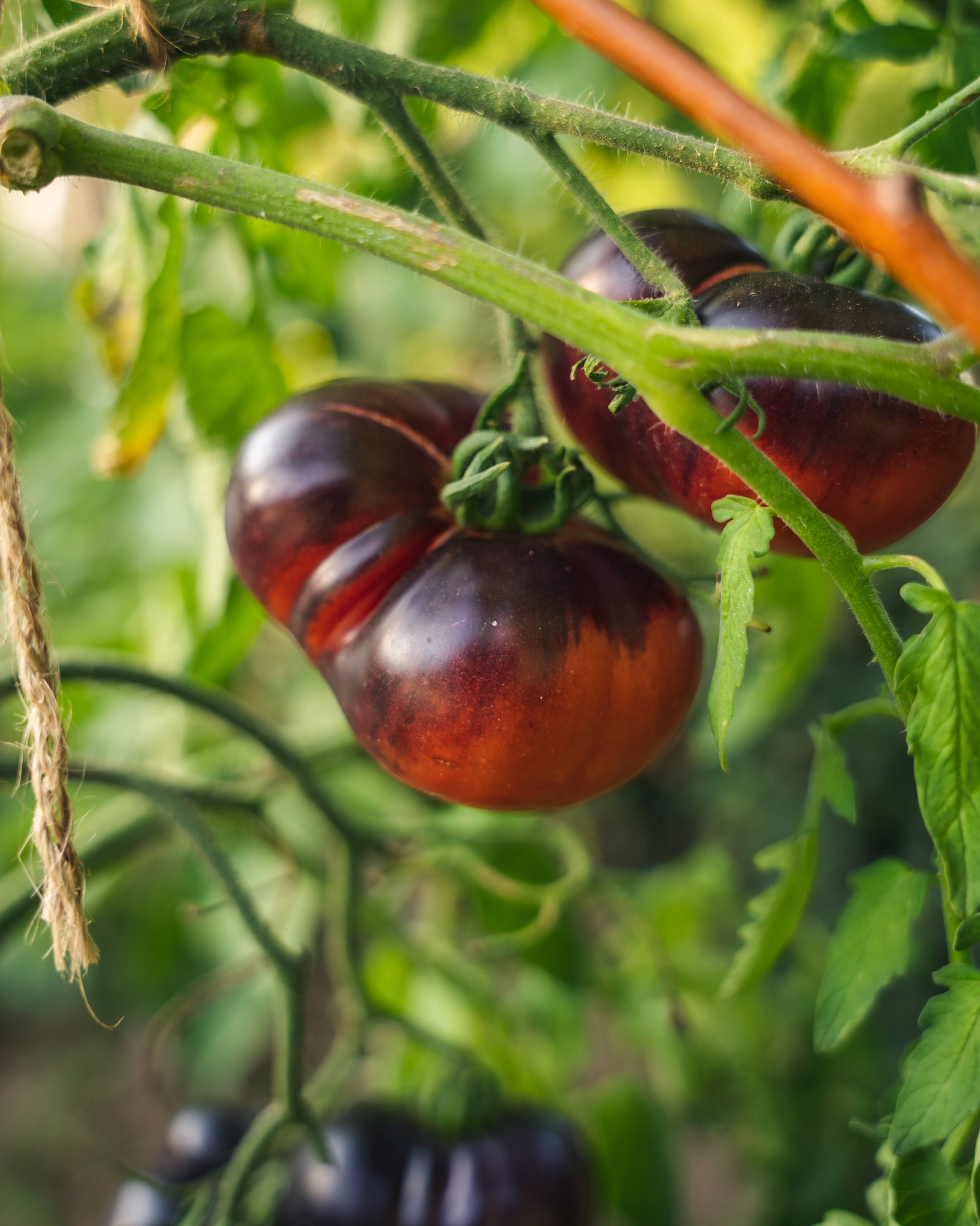 Jo's Purple - Tomato
